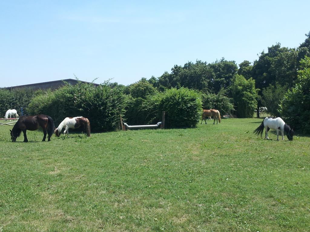 Societa Agricola Le More Agriturismo La Dondina Budrio  Exterior foto